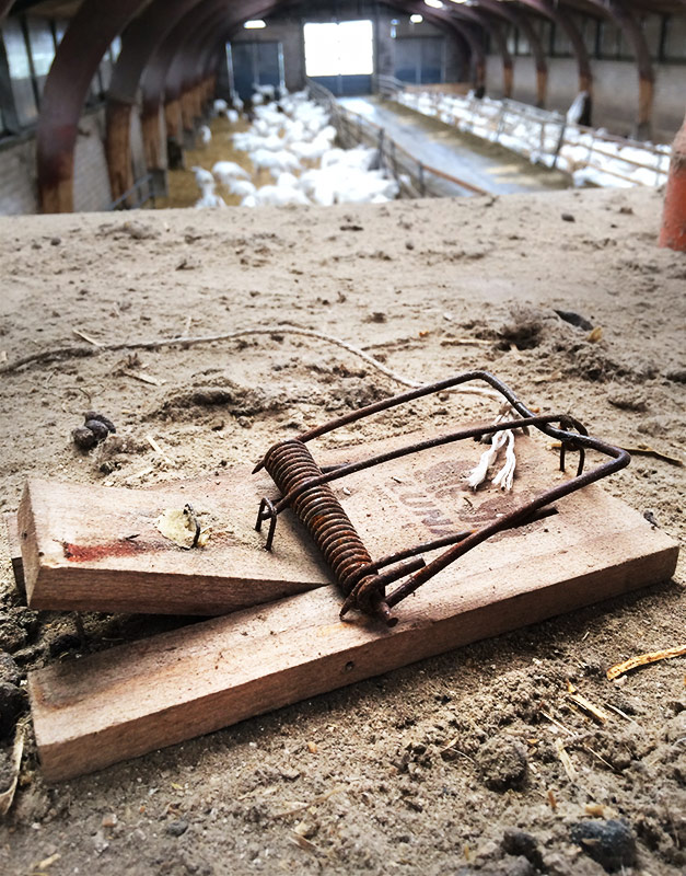 Het houten rattenklem, met in de achtergrond de geiten.
